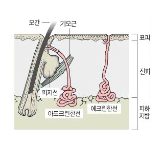 피부 단면 의료 일러스트 - 모간, 기모근, 표피, 진피, 피하지방, 피지선, 아포크린선(땀샘층), 에크린한선 구조도